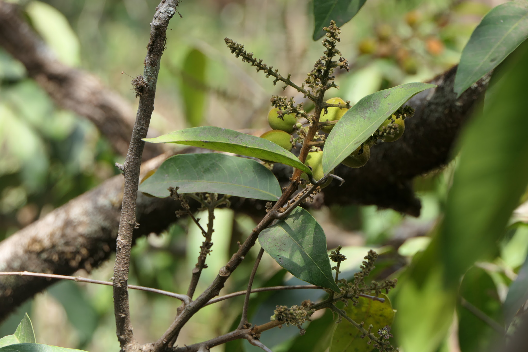 Lepisanthes tetraphylla (Vahl) Radlk.