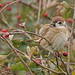 Tree Sparrow Bempton RSPB Yorkshire England October 2023 por birdmanron