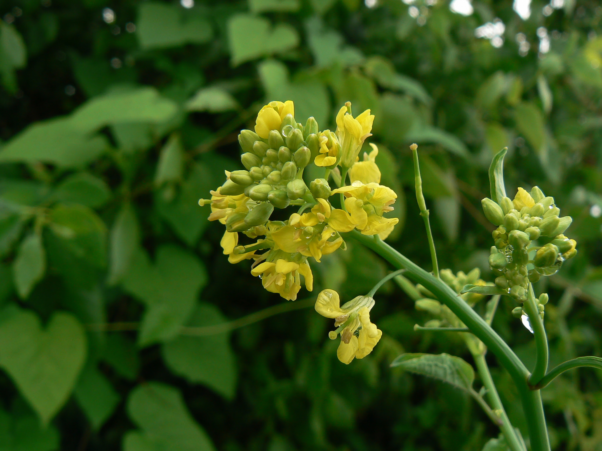 Brassica juncea (L.) Czern.