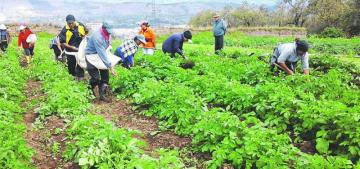 Ley de Cooperativas Agrarias contribuirá a la formalización de 250 mil pequeños productores en los próximos cinco años