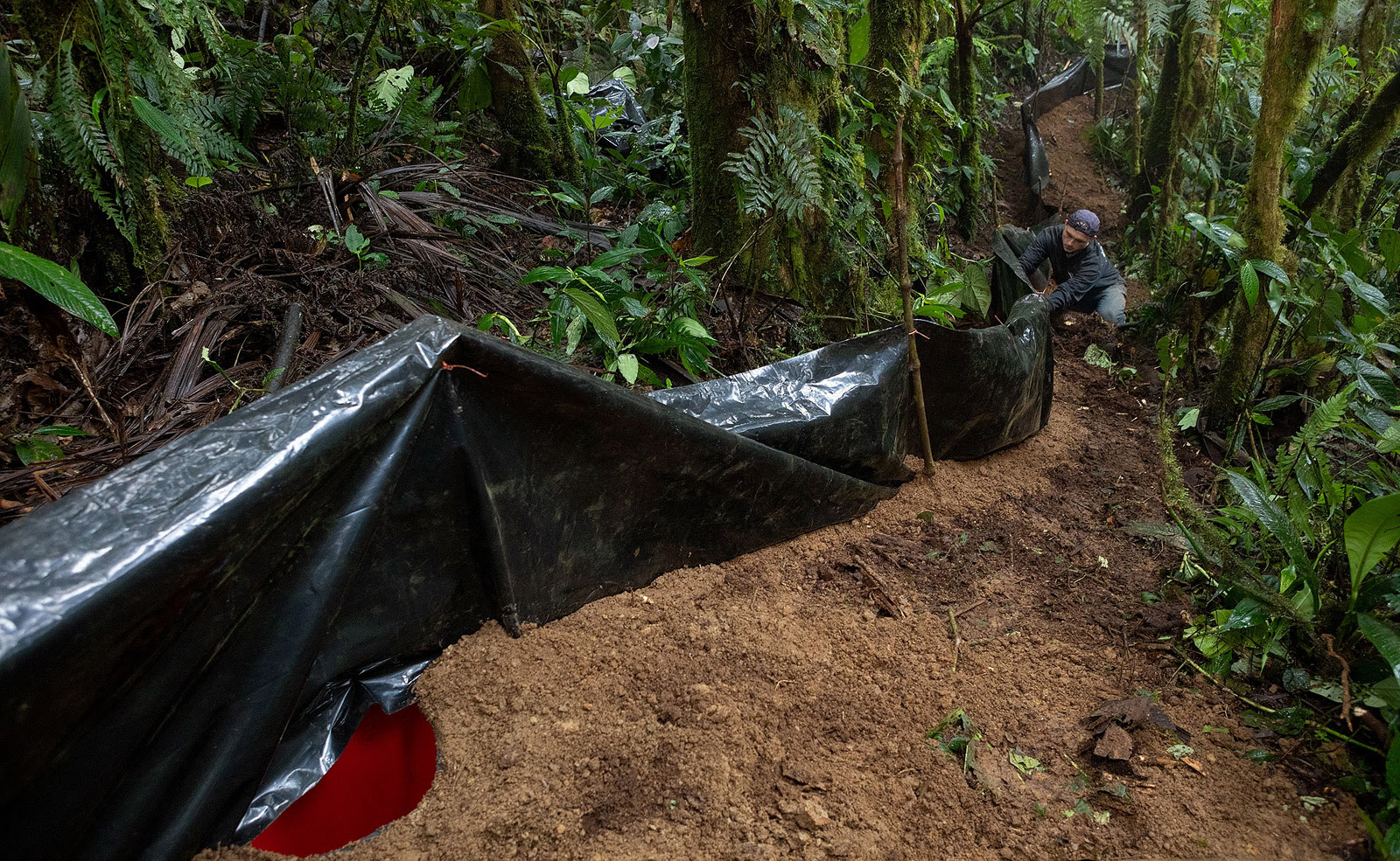 Field team setting up pitfall traps in the cloud forest