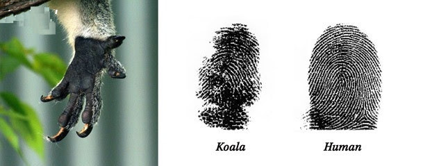 Loài gấu Koala cũng có những dấu vân tay rất giống con người.