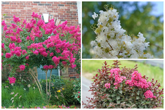 Crape Myrtle trees and shrubs