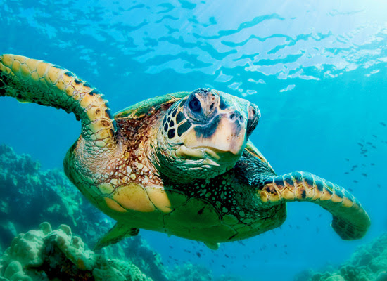 sea turtle with plastic waste