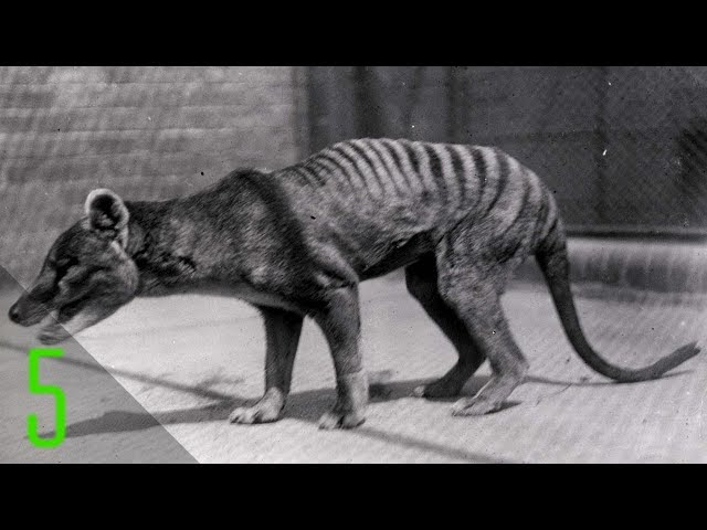5 Rare Videos of Animals Before They Went Extinct  Sddefault