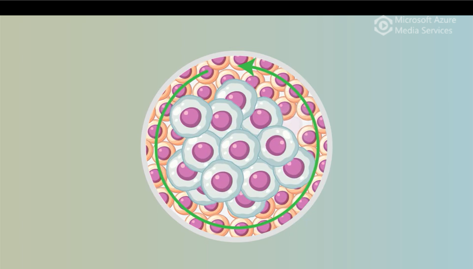 Non-degradable autophagic vacuoles are indispensable for cell competition