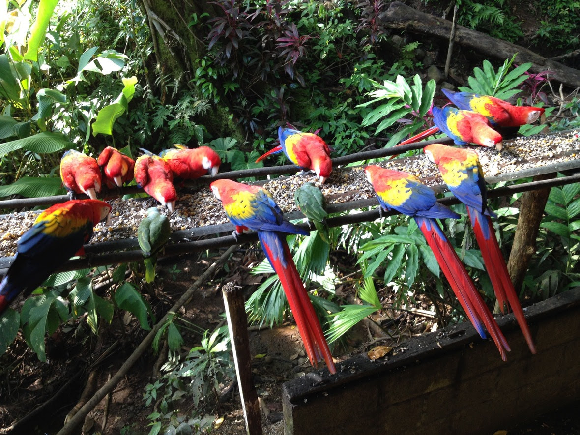 Scarlet macaws feeding