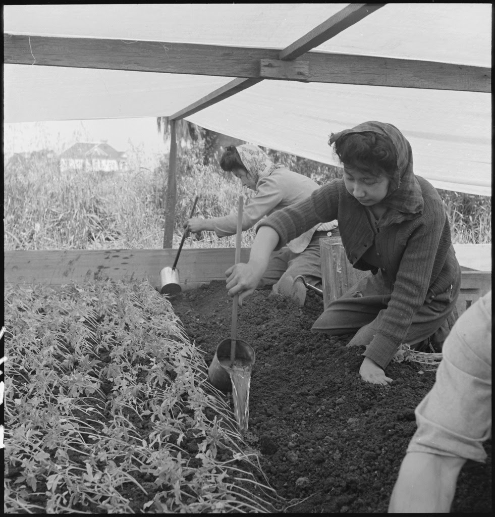 http://upload.wikimedia.org/wikipedia/commons/thumb/d/d0/San_Leandro%2C_California._Watering_young_plants_on_a_farm_in_Alameda_County%2C_California%2C_prior_to_ev_._._._-_NARA_-_536437.tif/lossy-page1-981px-San_Leandro%2C_California._Watering_young_plants_on_a_farm_in_Alameda_County%2C_California%2C_prior_to_ev_._._._-_NARA_-_536437.tif.jpg
