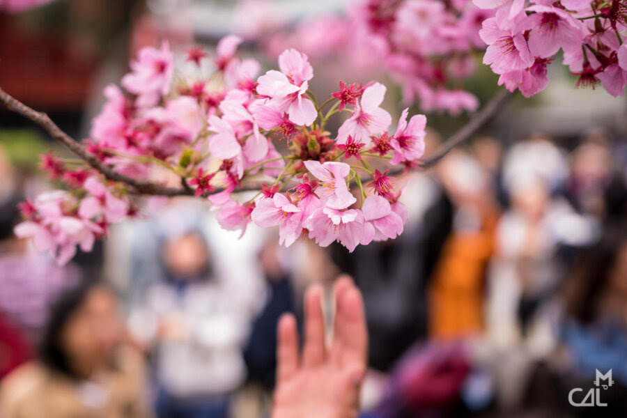 W Japonii zakwitły wiśnie – symboliczny koniec zimy i początek sezonu turystycznego