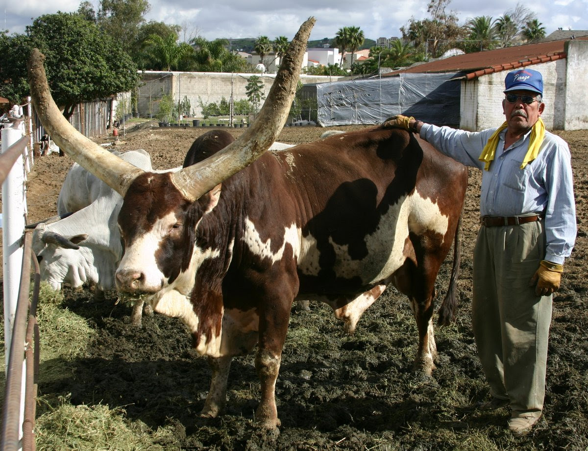 This Watusi in Mexico, although not a perfect Swede pattern, sires many progeny with perfect Swedes.