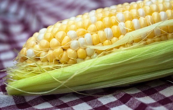 monsanto roundup corn