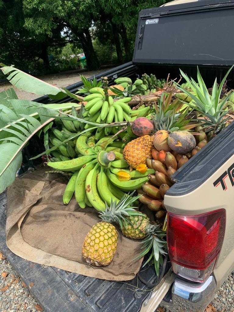 A truck bed full of fruit, including bananas, mangos, and pineapples