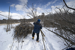 volunteer piling invasive plants that have been removed