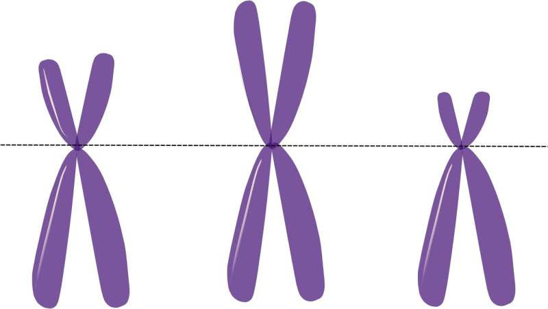 X chromosome