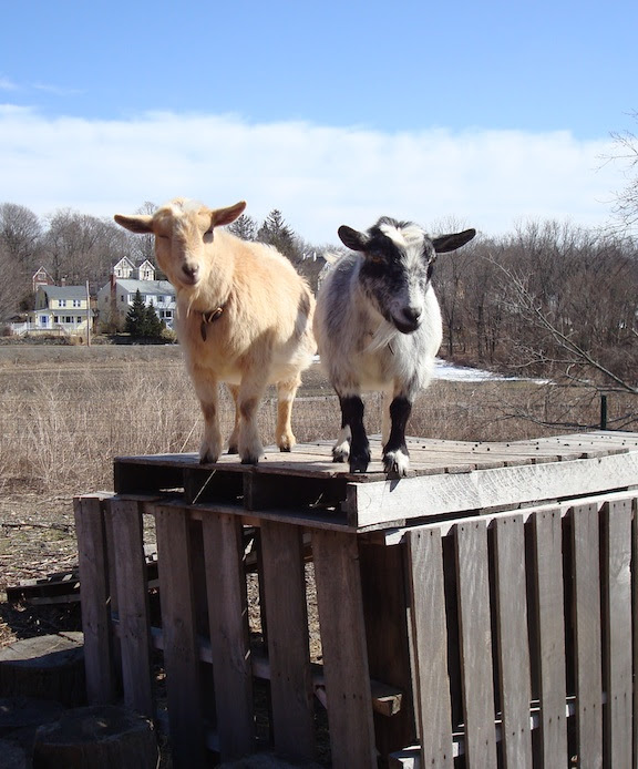 goats