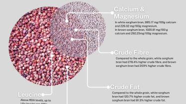 Sorghum Bran Packs High Levels of Minerals and Essential Amino Acids