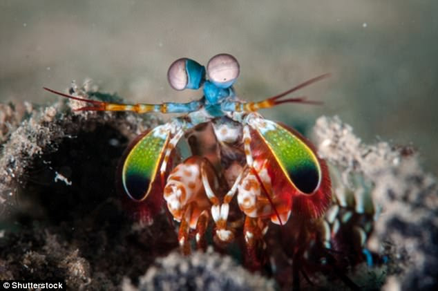 It may be just a shrimp but it packs a punch as powerful as pistol. A ferocious predator, the mantis shrimp (file photo) extends its arms at 50 mph (80 kph) to smash its prey with a force equivalent to a .22 bullet
