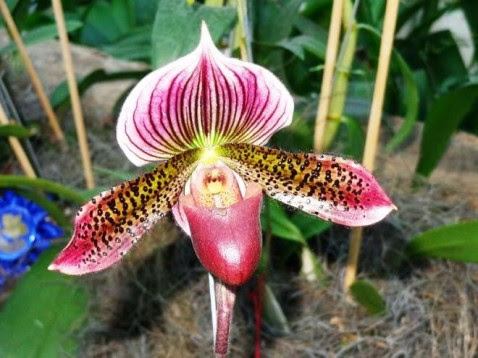 Paphiopedilum Via Quatal x