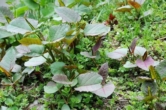 early knotweed patch