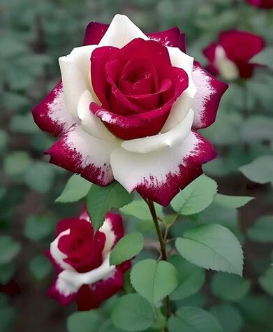 Flower-Red-White-Rose