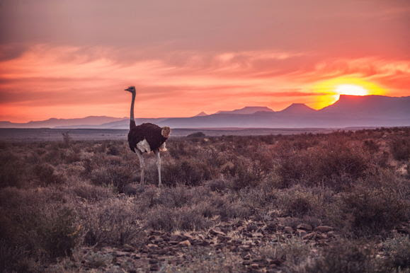 Struisvogel in Karoo National Park | © iStock - wilpunt