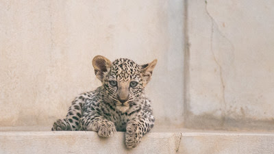 The cubs were born in a captive-breeding programme at the Arabian Leopard Breeding Center in Taif, Saudi Arabia