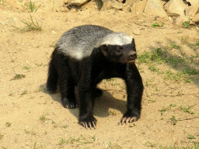 http://media.breitbart.com/media/2015/05/honey-badger-Mat%c4%9bj-Ba%c5%a5ha-640x480.jpg