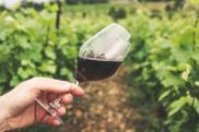 Prandini: il piano Coldiretti per la rinascita del vino dopo la pandemia