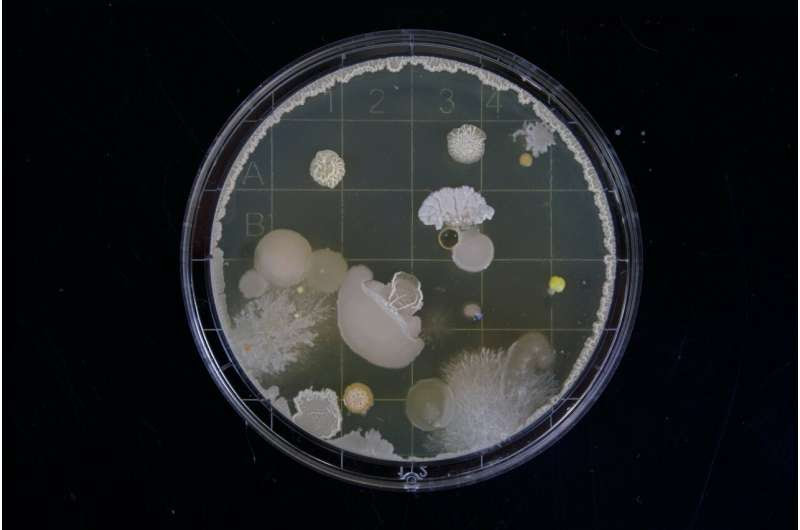 bacteria