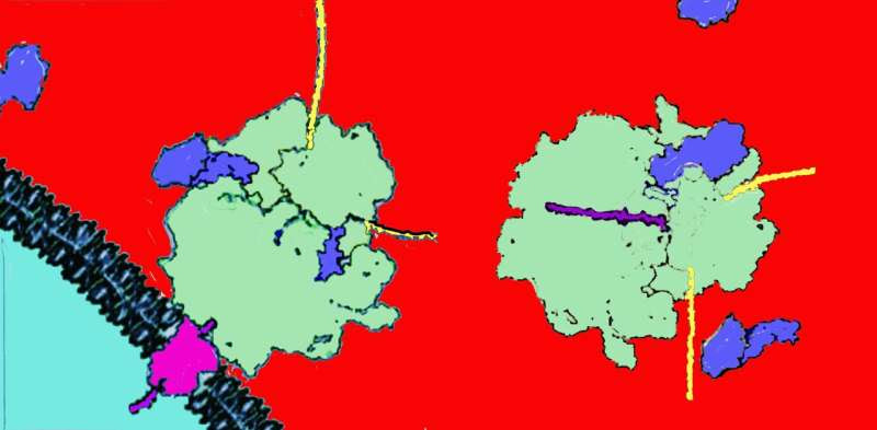 Unveiling the hidden cellular logistics of memory storage in neurons