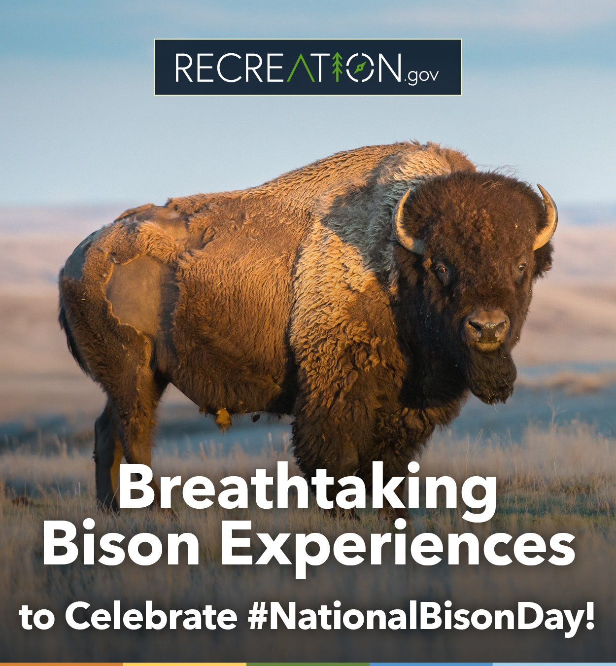 Breathtaking Bison Experiences to Celebrate #NationalBisonDay!