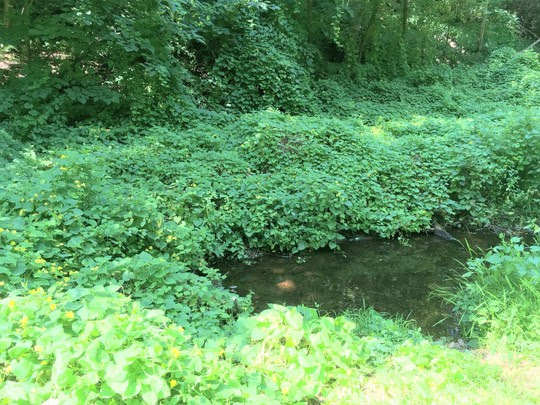 Red hailstone vines smothering vegetation