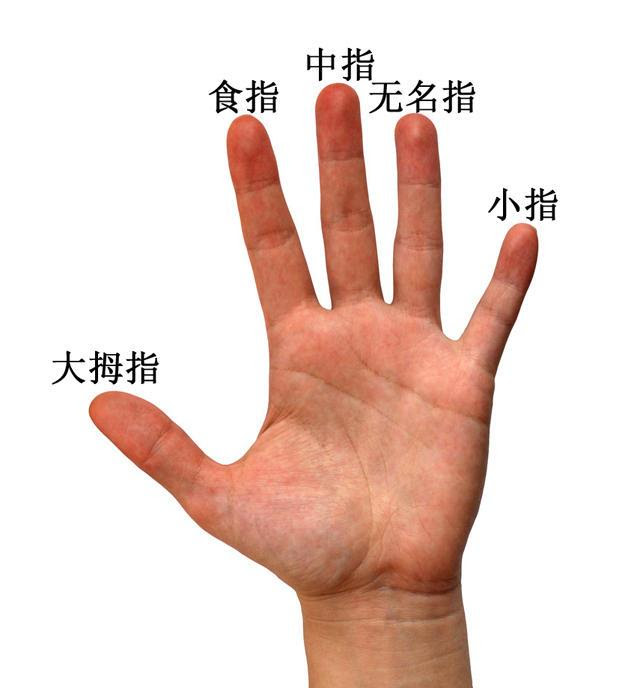 Dấu hiệu cảnh báo cơ thể có bệnh thể hiện trên 5 ngón tay: Hãy xem ngay để khám kịp thời - Ảnh 1.