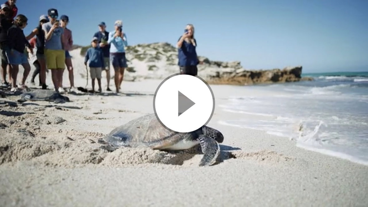 Turtle Release De Hoop Nature Reserve