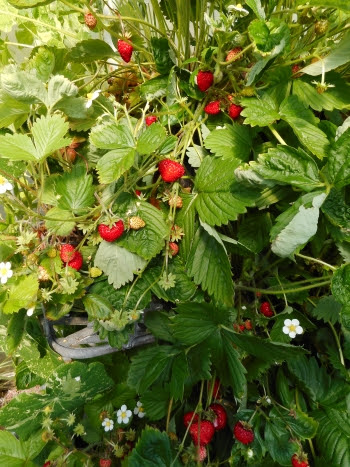 Alpine strawberry Reugen already cropping well on my 'stepladder garden' Alpine strawberry Reugen already cropping well on my 'stepladder garden'