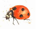 Ladybug Watercolor - Posted on Wednesday, January 7, 2015 by Alison Fennell