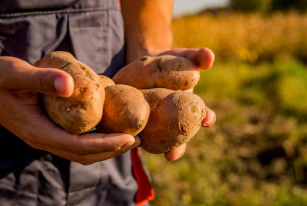 image of man holding home grown farm pototoes