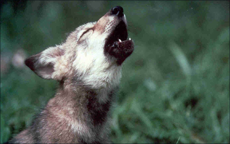Mexican_wolf_pup_(6411046205)