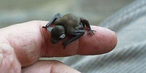 A Bumble bee bat on a finger, it's about the size of one human knuckle