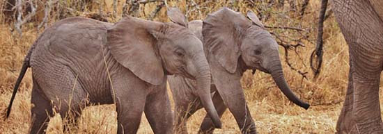 Protection animale...TOUTES LES PETITIONS ! - Page 12 Elephantbabies-550