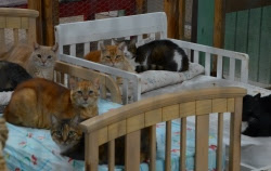 spaymart