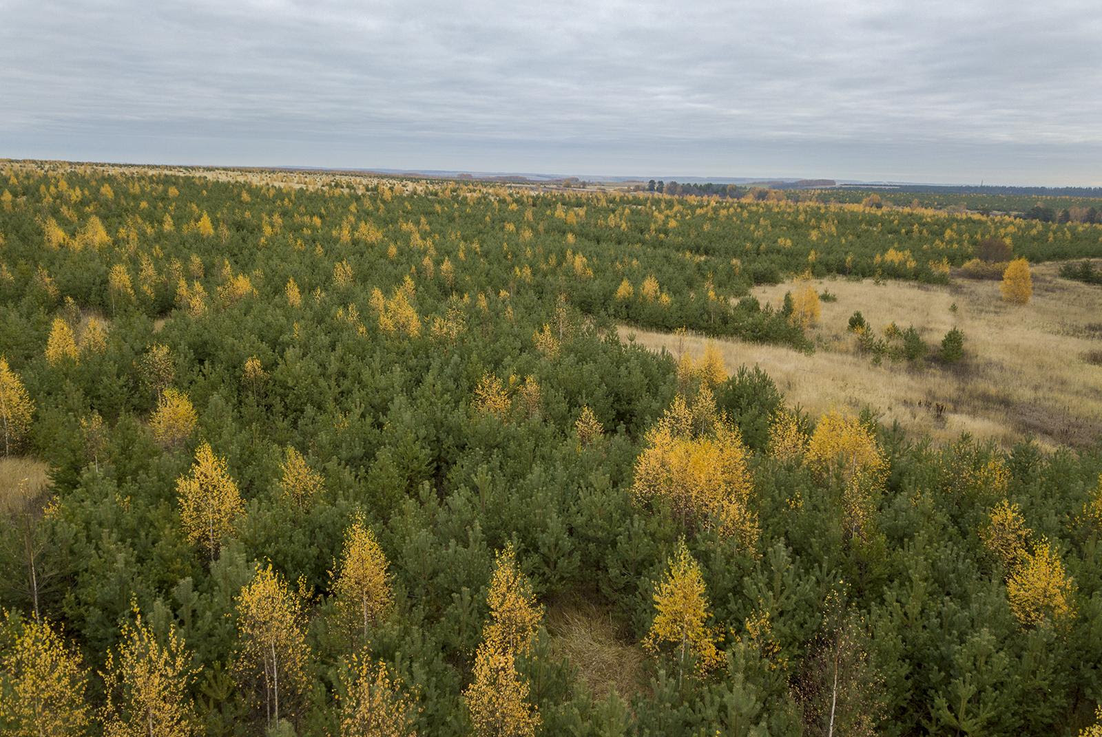Произрастание леса в России