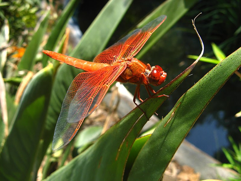 File:RubyMhawk.jpg