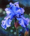 BLUE VELVET (SOLD) iris flower watercolor painting - Posted on Friday, March 20, 2015 by Barbara Fox