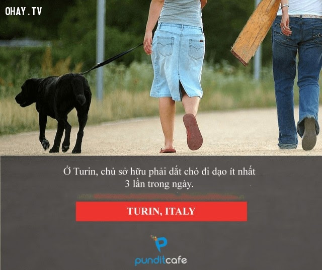 Không dắt chó đi dạo, bị phạt - Turin (Itali),luật lệ,những điều thú vị trong cuộc sống,chuyện lạ