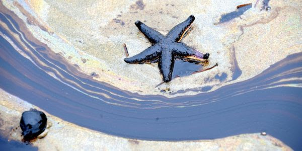 A starfish lays in the sand, covered in oil.