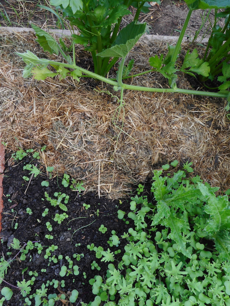 Contrast showing what happens in a week on the un-mulched soil. Weeds have germinated and moisture is evaporating