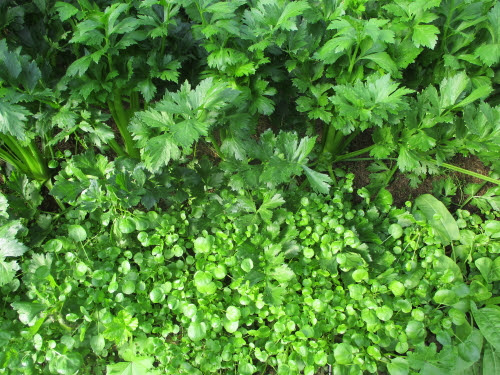 Celery Tall Green Utah with watercress running around underneath Celery Tall Green Utah with watercress running around underneath