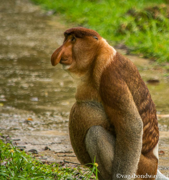 proboscis-monkey-bako-national-park