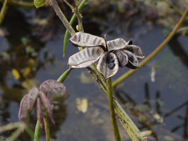 Neptunia oleracea Lour.
